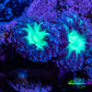 Ultra Blastomussa Wellsi Coral Frag WYSIWYG F9R4B2 Ultra Blastomussa Wellsi Coral Frag WYSIWYG F9R4B2 LPS Ultra Blastomussa Wellsi Coral Frag WYSIWYG F9R4B2 Zeo Box Reef