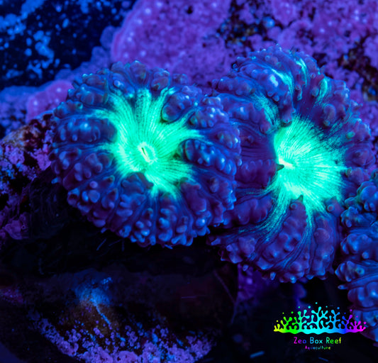 Ultra Blastomussa Wellsi Coral Frag WYSIWYG F9R4B2 Ultra Blastomussa Wellsi Coral Frag WYSIWYG F9R4B2 LPS Ultra Blastomussa Wellsi Coral Frag WYSIWYG F9R4B2 Zeo Box Reef