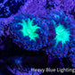 Ultra Blastomussa Wellsi Coral Frag WYSIWYG F9R4B2 Ultra Blastomussa Wellsi Coral Frag WYSIWYG F9R4B2 LPS Ultra Blastomussa Wellsi Coral Frag WYSIWYG F9R4B2 Zeo Box Reef