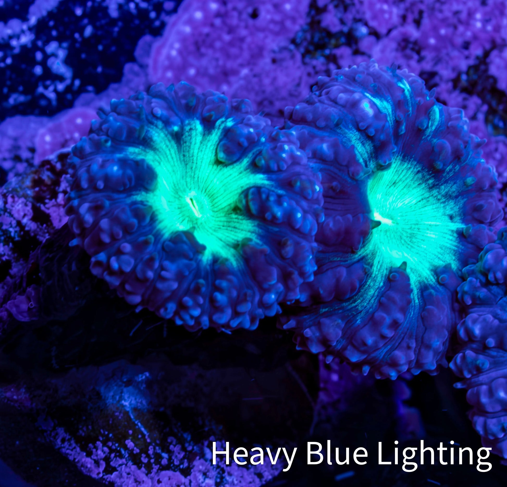 Ultra Blastomussa Wellsi Coral Frag WYSIWYG F9R4B2 Ultra Blastomussa Wellsi Coral Frag WYSIWYG F9R4B2 LPS Ultra Blastomussa Wellsi Coral Frag WYSIWYG F9R4B2 Zeo Box Reef