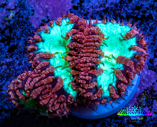 Ultra Blastomussa Wellsi Coral- Orange and Green Frag Ultra Blastomussa Wellsi Coral- Orange and Green Frag LPS Ultra Blastomussa Wellsi Coral- Orange and Green Frag Zeo Box Reef