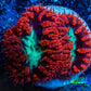Ultra Blastomussa Wellsi Coral- WYSIWYG Frag A1R4B2 Ultra Blastomussa Wellsi Coral- WYSIWYG Frag A1R4B2 LPS Ultra Blastomussa Wellsi Coral- WYSIWYG Frag A1R4B2 Zeo Box Reef