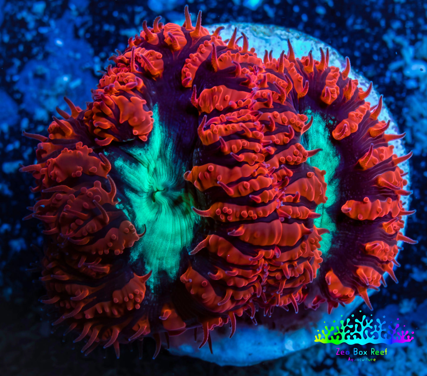 Ultra Blastomussa Wellsi Coral- WYSIWYG Frag A1R4B2 Ultra Blastomussa Wellsi Coral- WYSIWYG Frag A1R4B2 LPS Ultra Blastomussa Wellsi Coral- WYSIWYG Frag A1R4B2 Zeo Box Reef