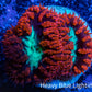 Ultra Blastomussa Wellsi Coral- WYSIWYG Frag A1R4B2 Ultra Blastomussa Wellsi Coral- WYSIWYG Frag A1R4B2 LPS Ultra Blastomussa Wellsi Coral- WYSIWYG Frag A1R4B2 Zeo Box Reef