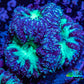 Ultra Blastomussa Wellsi Coral- WYSIWYG Frag A1R4B2 Ultra Blastomussa Wellsi Coral- WYSIWYG Frag A1R4B2 LPS Ultra Blastomussa Wellsi Coral- WYSIWYG Frag A1R4B2 Zeo Box Reef