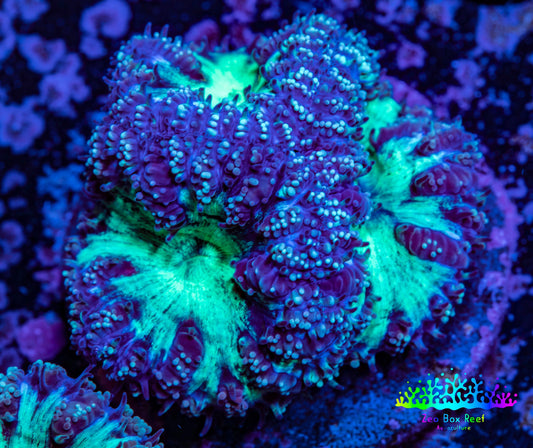 Ultra Blastomussa Wellsi Coral- WYSIWYG Frag A1R4B2 Ultra Blastomussa Wellsi Coral- WYSIWYG Frag A1R4B2 LPS Ultra Blastomussa Wellsi Coral- WYSIWYG Frag A1R4B2 Zeo Box Reef