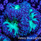 Ultra Blastomussa Wellsi Coral- WYSIWYG Frag A1R4B2 Ultra Blastomussa Wellsi Coral- WYSIWYG Frag A1R4B2 LPS Ultra Blastomussa Wellsi Coral- WYSIWYG Frag A1R4B2 Zeo Box Reef