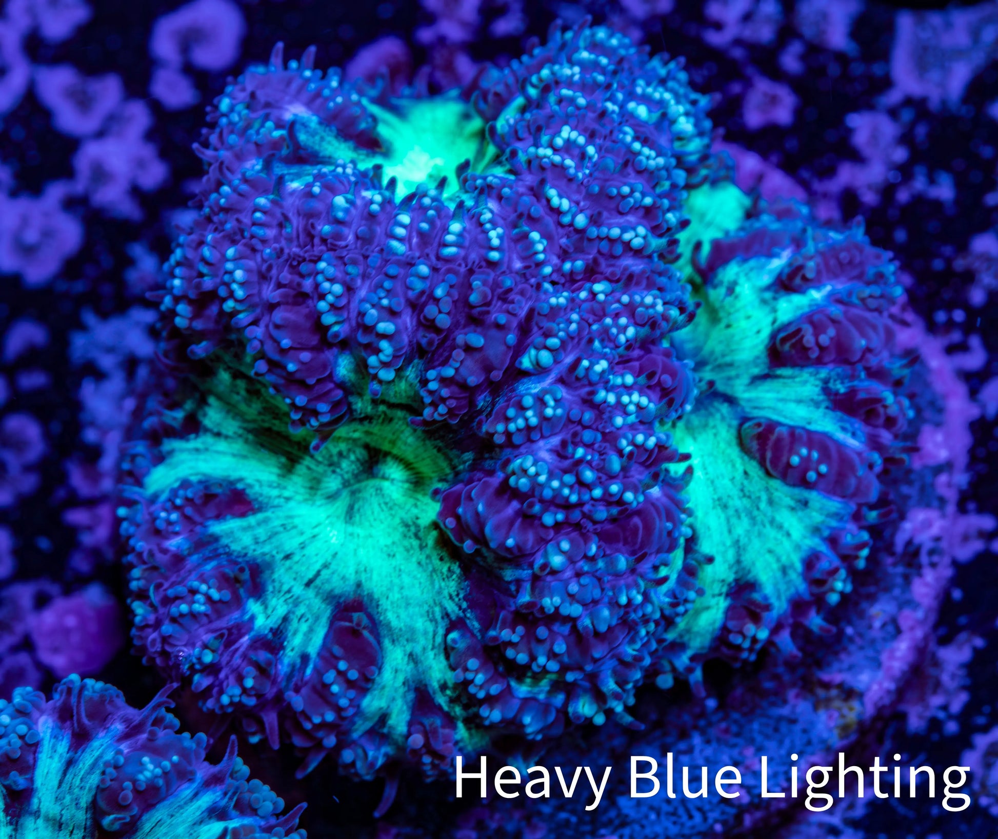 Ultra Blastomussa Wellsi Coral- WYSIWYG Frag A1R4B2 Ultra Blastomussa Wellsi Coral- WYSIWYG Frag A1R4B2 LPS Ultra Blastomussa Wellsi Coral- WYSIWYG Frag A1R4B2 Zeo Box Reef
