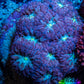 Ultra Blastomussa Wellsi Coral- WYSIWYG Frag A2R4B2 Ultra Blastomussa Wellsi Coral- WYSIWYG Frag A2R4B2 LPS Ultra Blastomussa Wellsi Coral- WYSIWYG Frag A2R4B2 Zeo Box Reef