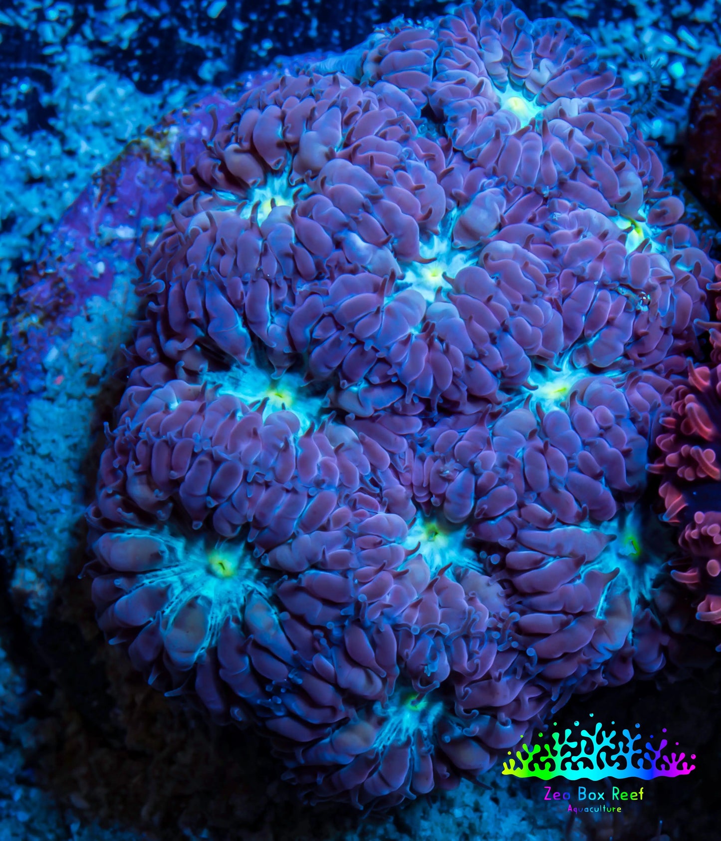 Ultra Blastomussa Wellsi Coral- WYSIWYG Frag A2R4B2 Ultra Blastomussa Wellsi Coral- WYSIWYG Frag A2R4B2 LPS Ultra Blastomussa Wellsi Coral- WYSIWYG Frag A2R4B2 Zeo Box Reef