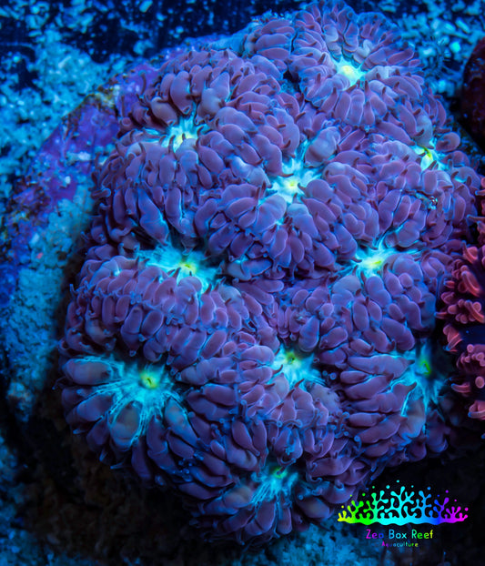 Ultra Blastomussa Wellsi Coral- WYSIWYG Frag A2R4B2 Ultra Blastomussa Wellsi Coral- WYSIWYG Frag A2R4B2 LPS Ultra Blastomussa Wellsi Coral- WYSIWYG Frag A2R4B2 Zeo Box Reef