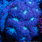 Ultra Blastomussa Wellsi Coral- WYSIWYG Frag A2R4B2 Ultra Blastomussa Wellsi Coral- WYSIWYG Frag A2R4B2 LPS Ultra Blastomussa Wellsi Coral- WYSIWYG Frag A2R4B2 Zeo Box Reef
