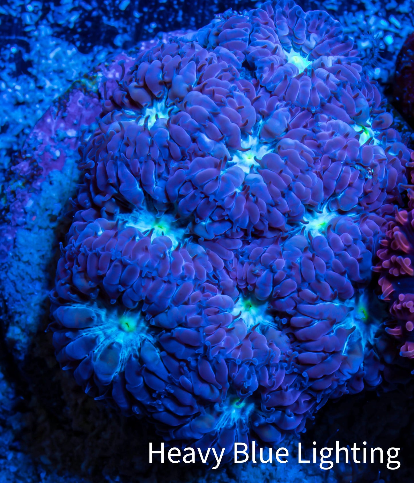 Ultra Blastomussa Wellsi Coral- WYSIWYG Frag A2R4B2 Ultra Blastomussa Wellsi Coral- WYSIWYG Frag A2R4B2 LPS Ultra Blastomussa Wellsi Coral- WYSIWYG Frag A2R4B2 Zeo Box Reef