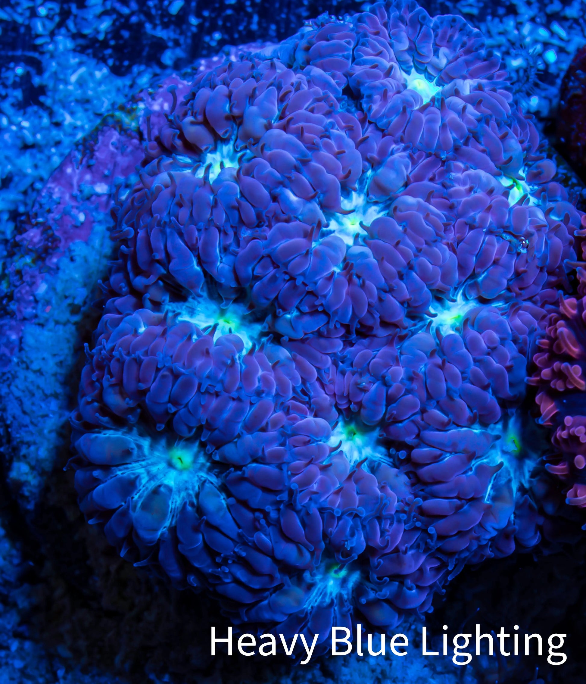 Ultra Blastomussa Wellsi Coral- WYSIWYG Frag A2R4B2 Ultra Blastomussa Wellsi Coral- WYSIWYG Frag A2R4B2 LPS Ultra Blastomussa Wellsi Coral- WYSIWYG Frag A2R4B2 Zeo Box Reef