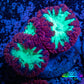 Ultra Blastomussa Wellsi Coral- WYSIWYG Frag A2R4B2 Ultra Blastomussa Wellsi Coral- WYSIWYG Frag A2R4B2 LPS Ultra Blastomussa Wellsi Coral- WYSIWYG Frag A2R4B2 Zeo Box Reef