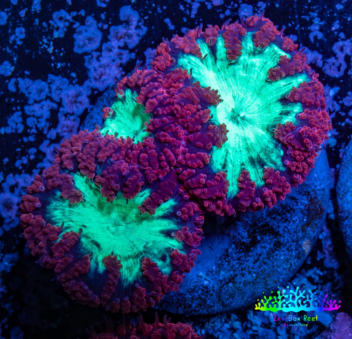 Ultra Blastomussa Wellsi Coral- WYSIWYG Frag A2R4B2 Ultra Blastomussa Wellsi Coral- WYSIWYG Frag A2R4B2 LPS Ultra Blastomussa Wellsi Coral- WYSIWYG Frag A2R4B2 Zeo Box Reef