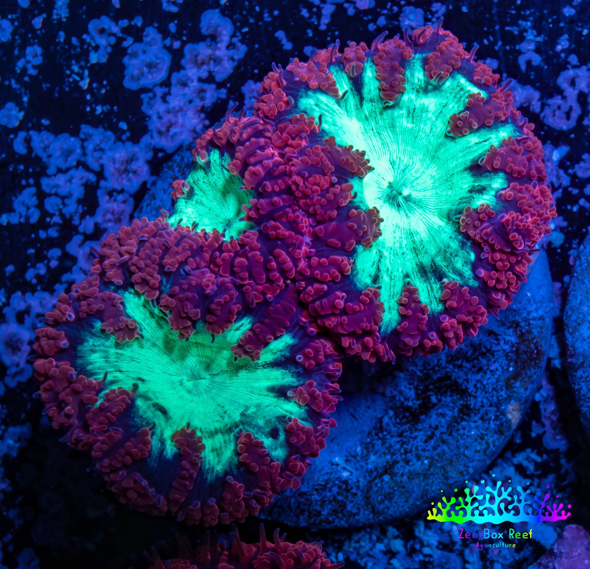 Ultra Blastomussa Wellsi Coral- WYSIWYG Frag A2R4B2 Ultra Blastomussa Wellsi Coral- WYSIWYG Frag A2R4B2 LPS Ultra Blastomussa Wellsi Coral- WYSIWYG Frag A2R4B2 Zeo Box Reef