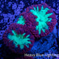 Ultra Blastomussa Wellsi Coral- WYSIWYG Frag A2R4B2 Ultra Blastomussa Wellsi Coral- WYSIWYG Frag A2R4B2 LPS Ultra Blastomussa Wellsi Coral- WYSIWYG Frag A2R4B2 Zeo Box Reef