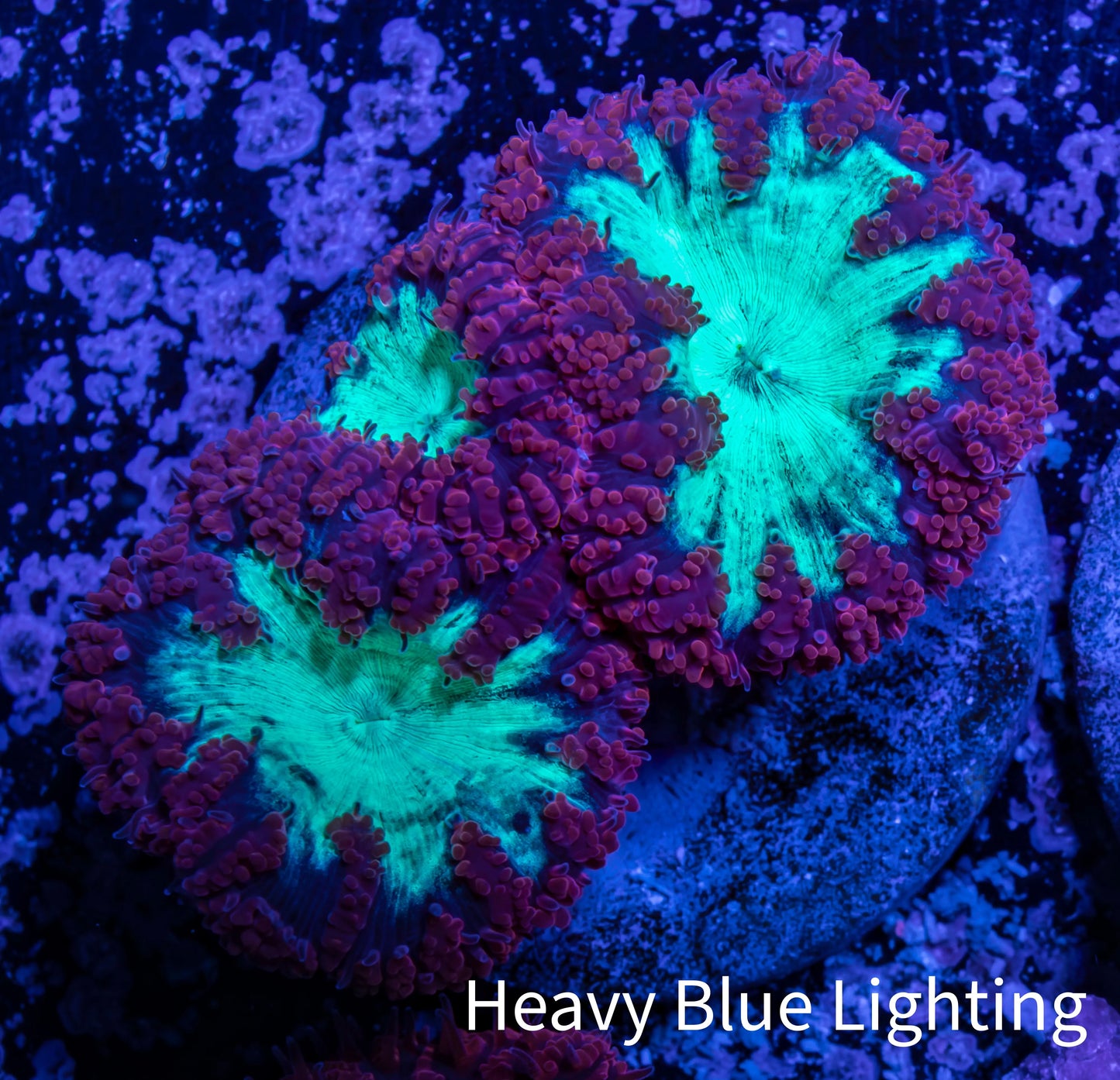Ultra Blastomussa Wellsi Coral- WYSIWYG Frag A2R4B2 Ultra Blastomussa Wellsi Coral- WYSIWYG Frag A2R4B2 LPS Ultra Blastomussa Wellsi Coral- WYSIWYG Frag A2R4B2 Zeo Box Reef