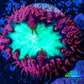 Ultra Blastomussa Wellsi Coral- WYSIWYG Frag A2R4B2 Ultra Blastomussa Wellsi Coral- WYSIWYG Frag A2R4B2 LPS Ultra Blastomussa Wellsi Coral- WYSIWYG Frag A2R4B2 Zeo Box Reef