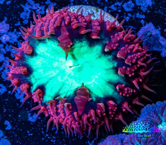 Ultra Blastomussa Wellsi Coral- WYSIWYG Frag A2R4B2 Ultra Blastomussa Wellsi Coral- WYSIWYG Frag A2R4B2 LPS Ultra Blastomussa Wellsi Coral- WYSIWYG Frag A2R4B2 Zeo Box Reef
