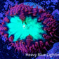Ultra Blastomussa Wellsi Coral- WYSIWYG Frag A2R4B2 Ultra Blastomussa Wellsi Coral- WYSIWYG Frag A2R4B2 LPS Ultra Blastomussa Wellsi Coral- WYSIWYG Frag A2R4B2 Zeo Box Reef