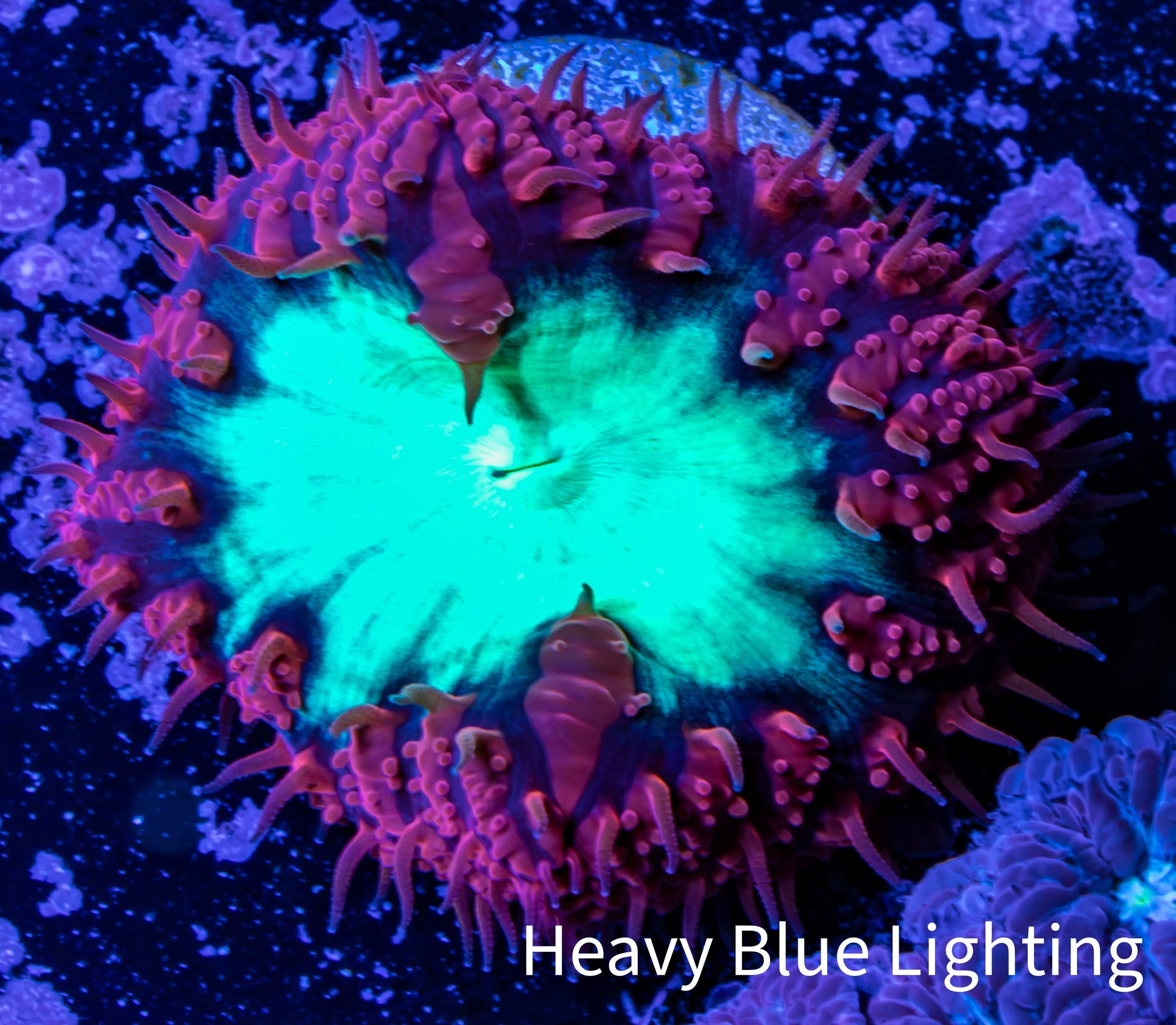 Ultra Blastomussa Wellsi Coral- WYSIWYG Frag A2R4B2 Ultra Blastomussa Wellsi Coral- WYSIWYG Frag A2R4B2 LPS Ultra Blastomussa Wellsi Coral- WYSIWYG Frag A2R4B2 Zeo Box Reef