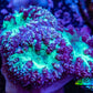 Ultra Blastomussa Wellsi Coral- WYSIWYG Frag A2R4B2 Ultra Blastomussa Wellsi Coral- WYSIWYG Frag A2R4B2 LPS Ultra Blastomussa Wellsi Coral- WYSIWYG Frag A2R4B2 Zeo Box Reef