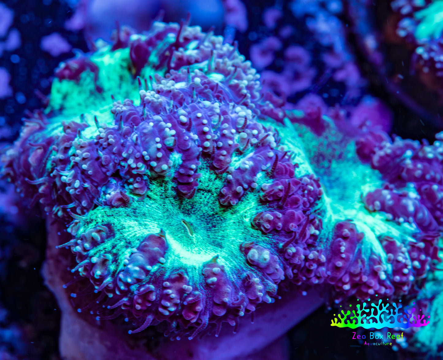 Ultra Blastomussa Wellsi Coral- WYSIWYG Frag A2R4B2 Ultra Blastomussa Wellsi Coral- WYSIWYG Frag A2R4B2 LPS Ultra Blastomussa Wellsi Coral- WYSIWYG Frag A2R4B2 Zeo Box Reef