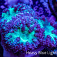 Ultra Blastomussa Wellsi Coral- WYSIWYG Frag A2R4B2 Ultra Blastomussa Wellsi Coral- WYSIWYG Frag A2R4B2 LPS Ultra Blastomussa Wellsi Coral- WYSIWYG Frag A2R4B2 Zeo Box Reef