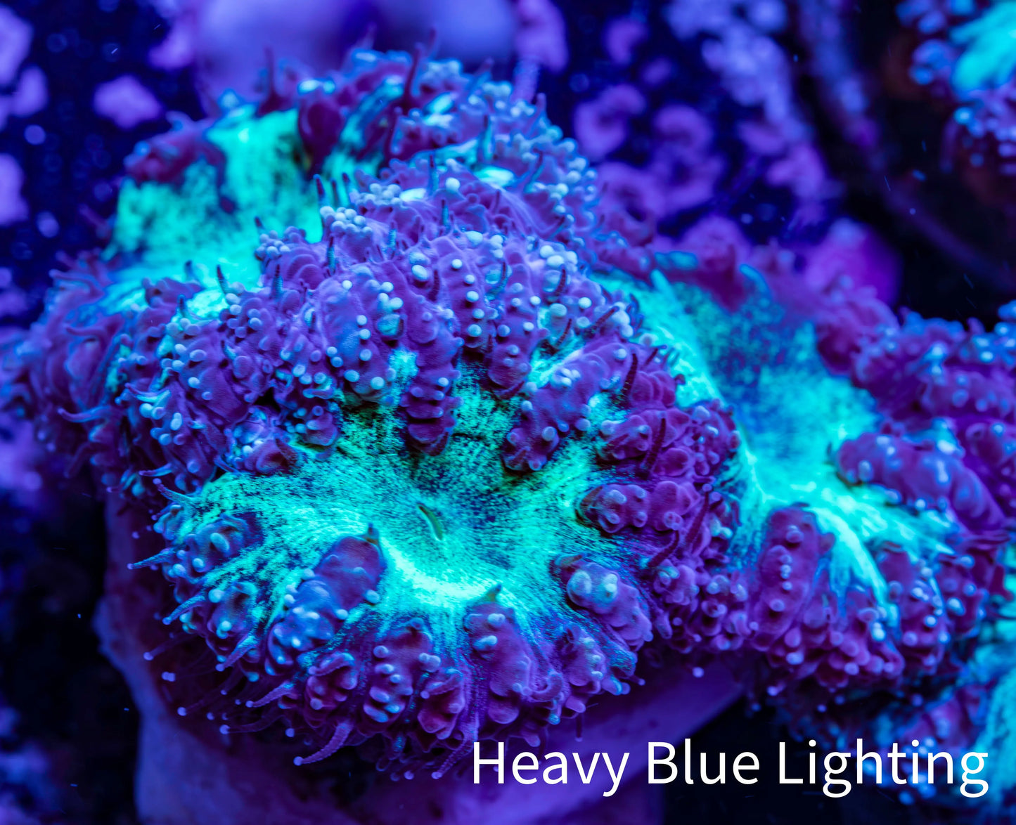 Ultra Blastomussa Wellsi Coral- WYSIWYG Frag A2R4B2 Ultra Blastomussa Wellsi Coral- WYSIWYG Frag A2R4B2 LPS Ultra Blastomussa Wellsi Coral- WYSIWYG Frag A2R4B2 Zeo Box Reef