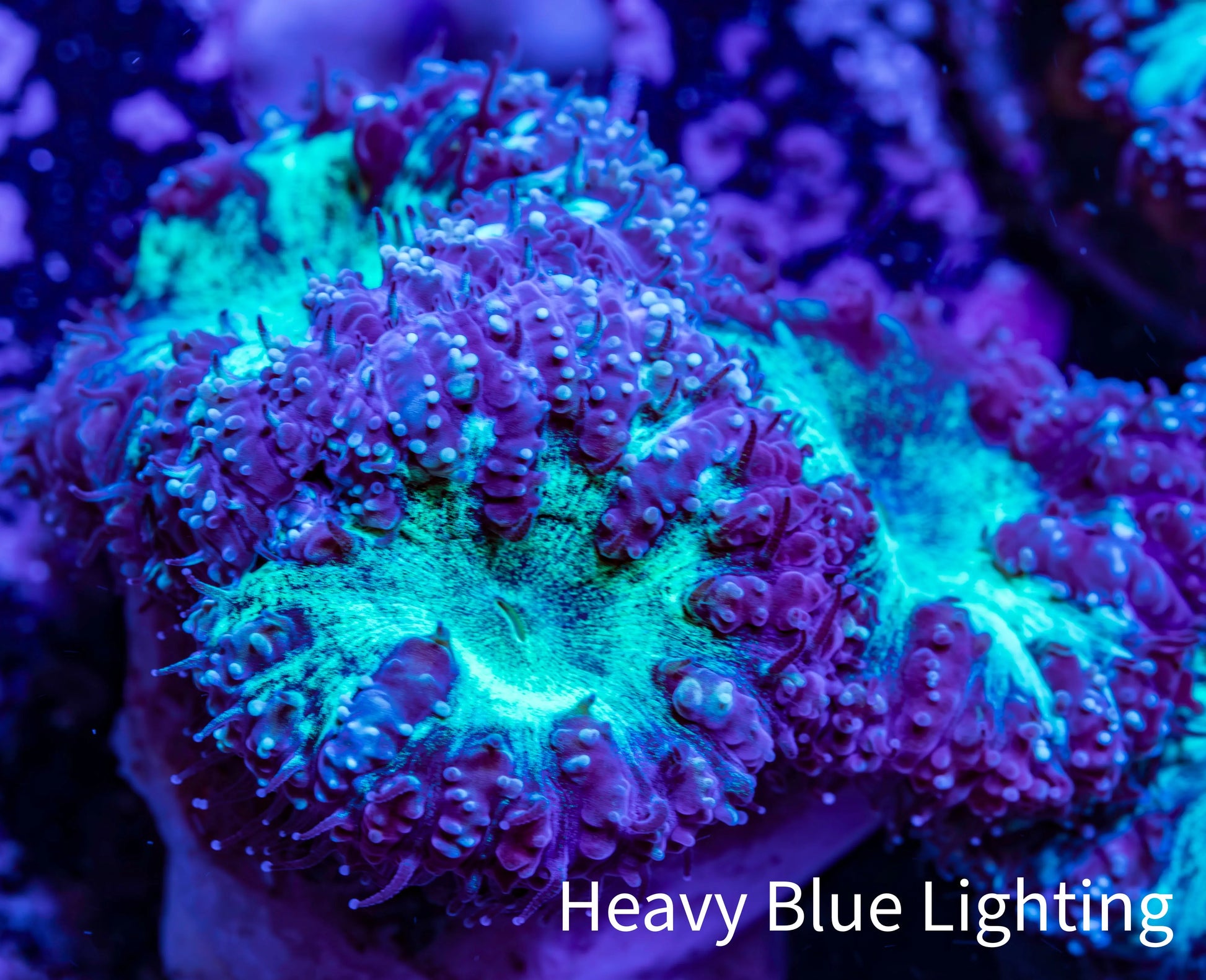 Ultra Blastomussa Wellsi Coral- WYSIWYG Frag A2R4B2 Ultra Blastomussa Wellsi Coral- WYSIWYG Frag A2R4B2 LPS Ultra Blastomussa Wellsi Coral- WYSIWYG Frag A2R4B2 Zeo Box Reef
