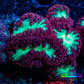 Ultra Blastomussa Wellsi Coral- WYSIWYG Frag A3R4B2 Ultra Blastomussa Wellsi Coral- WYSIWYG Frag A3R4B2 LPS Ultra Blastomussa Wellsi Coral- WYSIWYG Frag A3R4B2 Zeo Box Reef