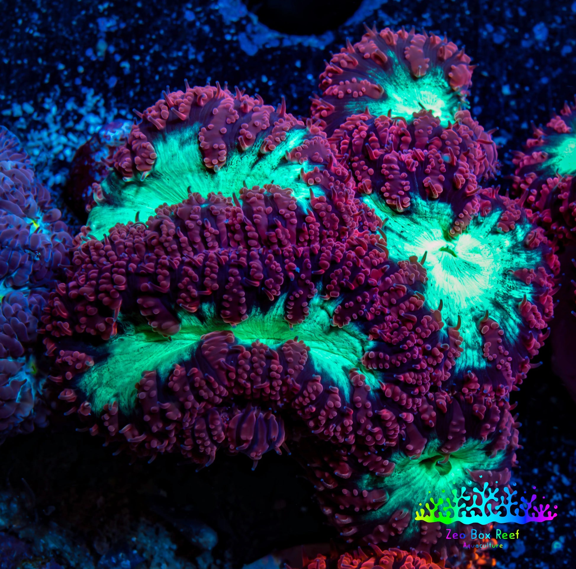 Ultra Blastomussa Wellsi Coral- WYSIWYG Frag A3R4B2 Ultra Blastomussa Wellsi Coral- WYSIWYG Frag A3R4B2 LPS Ultra Blastomussa Wellsi Coral- WYSIWYG Frag A3R4B2 Zeo Box Reef