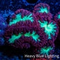 Ultra Blastomussa Wellsi Coral- WYSIWYG Frag A3R4B2 Ultra Blastomussa Wellsi Coral- WYSIWYG Frag A3R4B2 LPS Ultra Blastomussa Wellsi Coral- WYSIWYG Frag A3R4B2 Zeo Box Reef