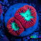 Ultra Blastomussa Wellsi Coral- WYSIWYG Frag A3R4B2 Ultra Blastomussa Wellsi Coral- WYSIWYG Frag A3R4B2 LPS Ultra Blastomussa Wellsi Coral- WYSIWYG Frag A3R4B2 Zeo Box Reef