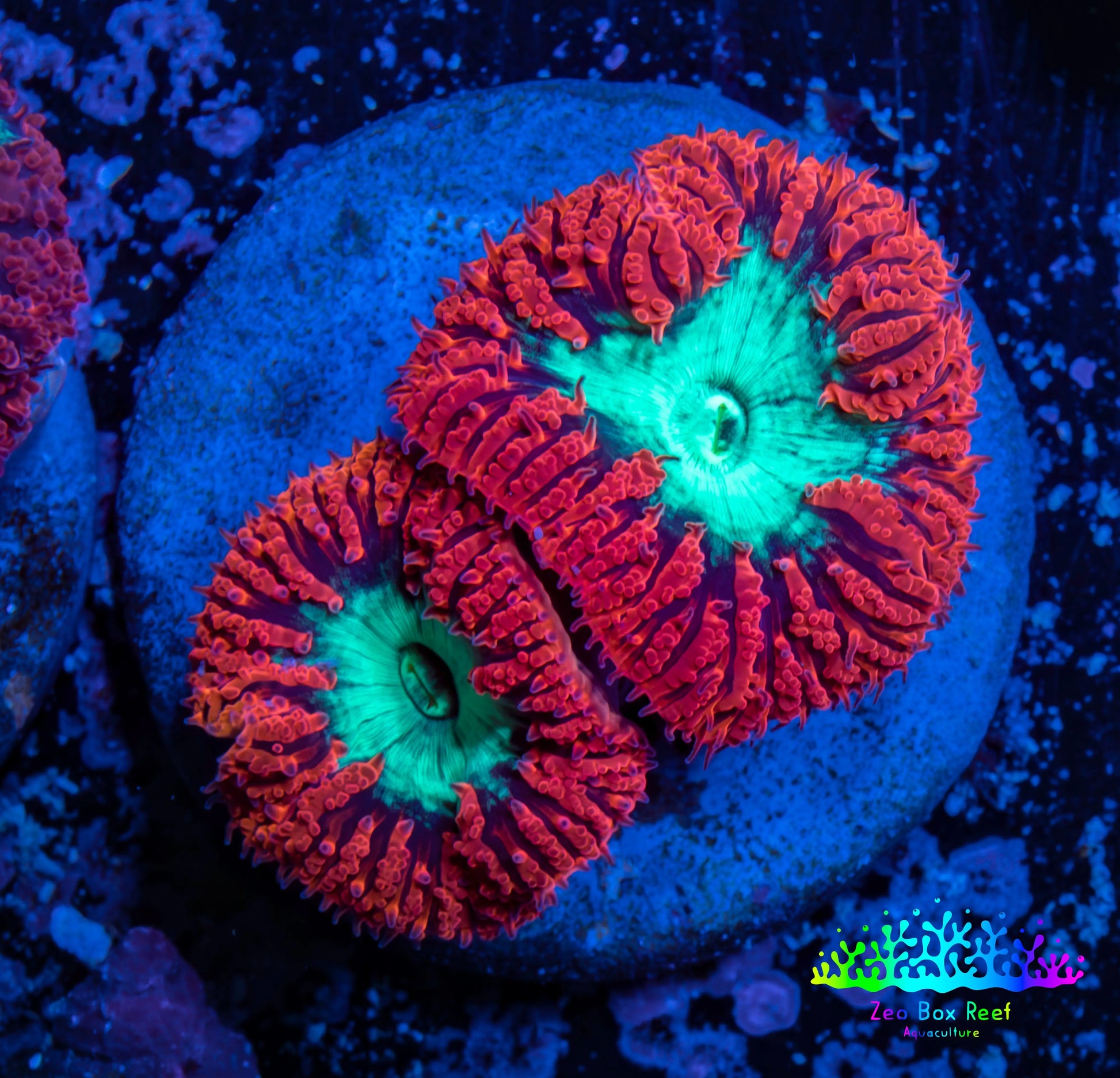 Ultra Blastomussa Wellsi Coral- WYSIWYG Frag A3R4B2 Ultra Blastomussa Wellsi Coral- WYSIWYG Frag A3R4B2 LPS Ultra Blastomussa Wellsi Coral- WYSIWYG Frag A3R4B2 Zeo Box Reef