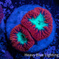 Ultra Blastomussa Wellsi Coral- WYSIWYG Frag A3R4B2 Ultra Blastomussa Wellsi Coral- WYSIWYG Frag A3R4B2 LPS Ultra Blastomussa Wellsi Coral- WYSIWYG Frag A3R4B2 Zeo Box Reef