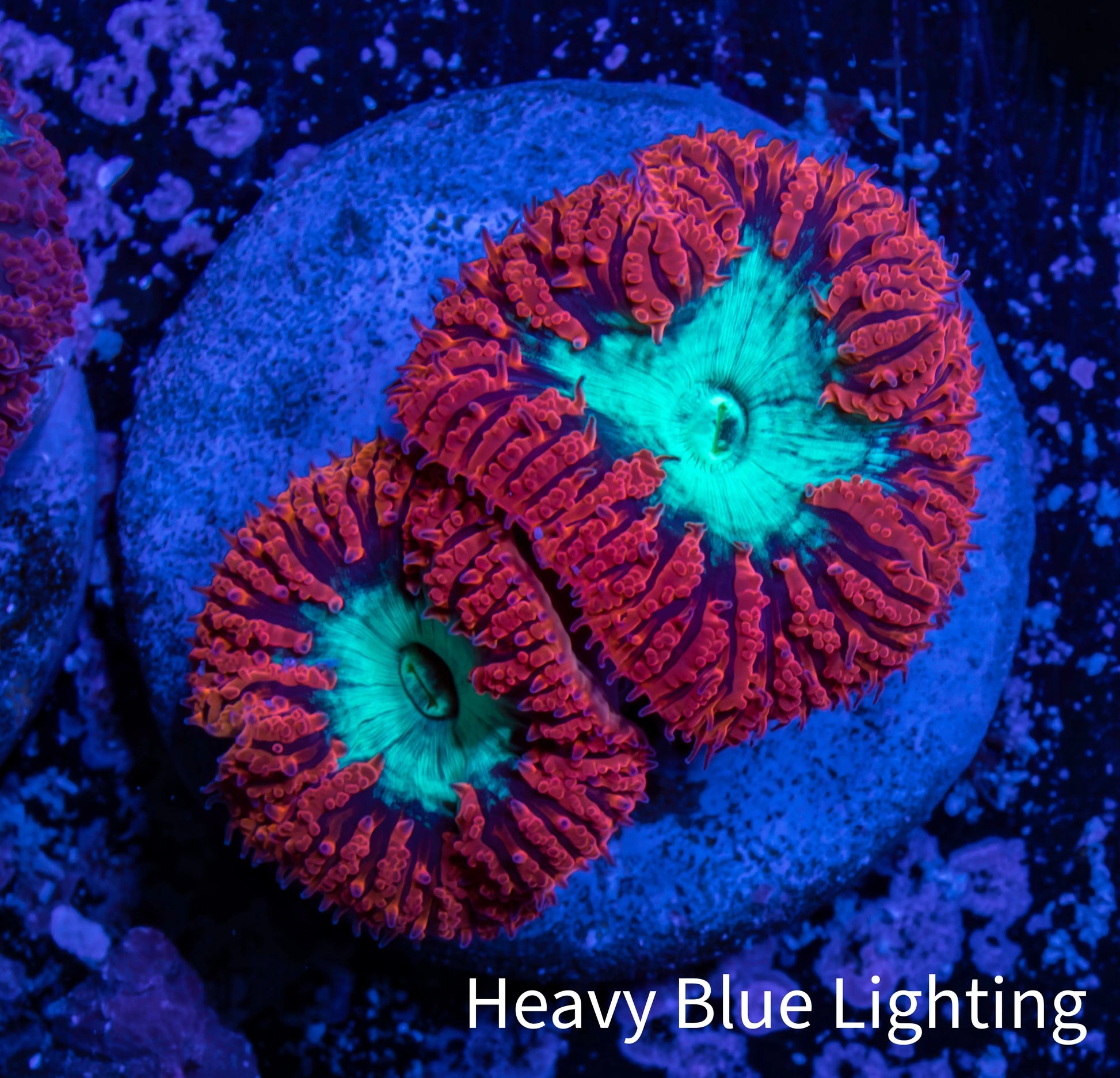 Ultra Blastomussa Wellsi Coral- WYSIWYG Frag A3R4B2 Ultra Blastomussa Wellsi Coral- WYSIWYG Frag A3R4B2 LPS Ultra Blastomussa Wellsi Coral- WYSIWYG Frag A3R4B2 Zeo Box Reef