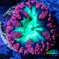 Ultra Blastomussa Wellsi Coral- WYSIWYG Frag A3R4B2 Ultra Blastomussa Wellsi Coral- WYSIWYG Frag A3R4B2 LPS Ultra Blastomussa Wellsi Coral- WYSIWYG Frag A3R4B2 Zeo Box Reef