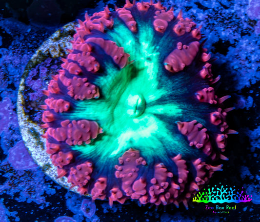 Ultra Blastomussa Wellsi Coral- WYSIWYG Frag A3R4B2 Ultra Blastomussa Wellsi Coral- WYSIWYG Frag A3R4B2 LPS Ultra Blastomussa Wellsi Coral- WYSIWYG Frag A3R4B2 Zeo Box Reef