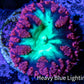 Ultra Blastomussa Wellsi Coral- WYSIWYG Frag A3R4B2 Ultra Blastomussa Wellsi Coral- WYSIWYG Frag A3R4B2 LPS Ultra Blastomussa Wellsi Coral- WYSIWYG Frag A3R4B2 Zeo Box Reef