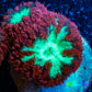 Ultra Blastomussa Wellsi Coral- WYSIWYG Frag A4R4B2 Ultra Blastomussa Wellsi Coral- WYSIWYG Frag A4R4B2 LPS Ultra Blastomussa Wellsi Coral- WYSIWYG Frag A4R4B2 Zeo Box Reef