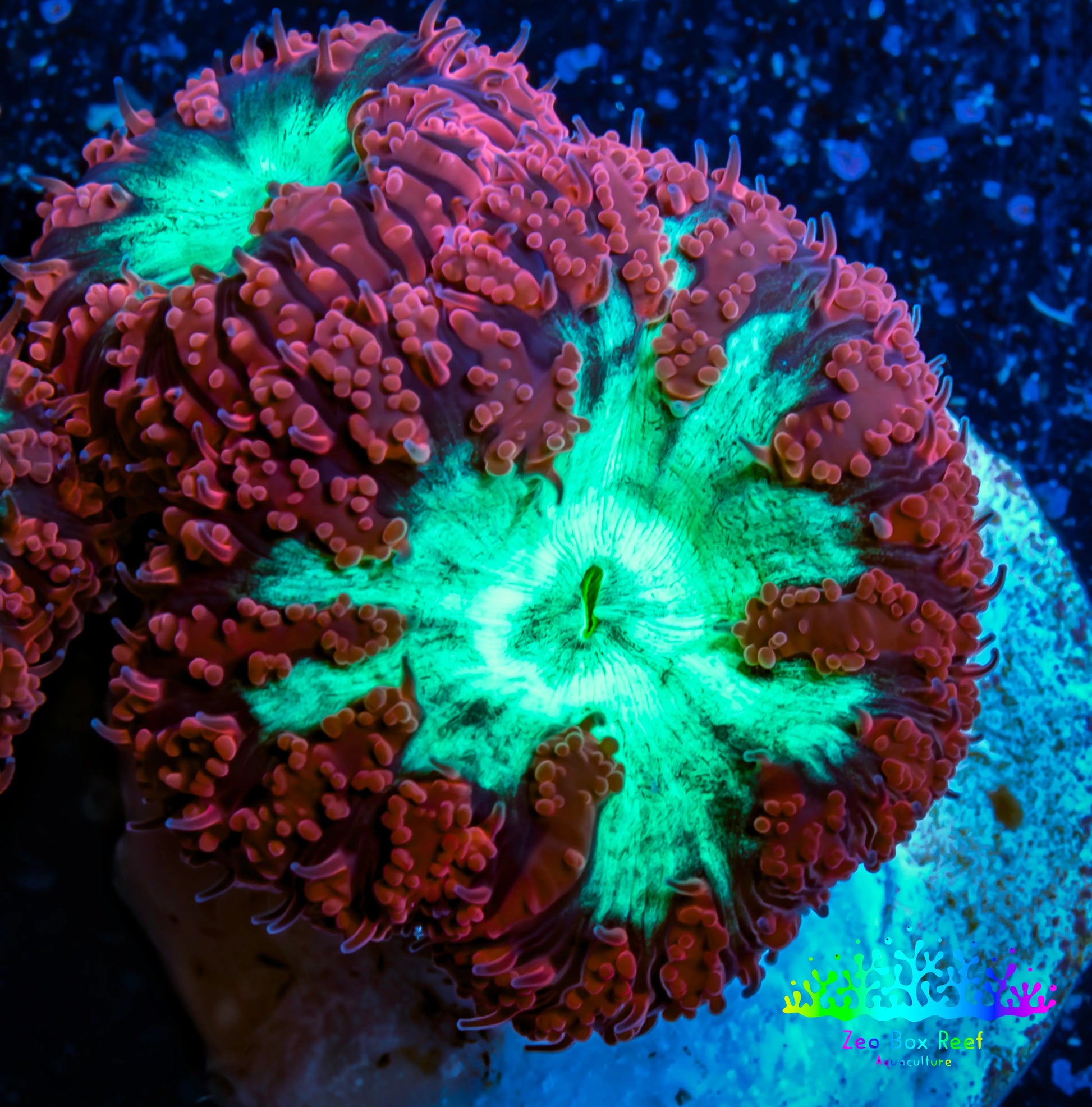Ultra Blastomussa Wellsi Coral- WYSIWYG Frag A4R4B2 Ultra Blastomussa Wellsi Coral- WYSIWYG Frag A4R4B2 LPS Ultra Blastomussa Wellsi Coral- WYSIWYG Frag A4R4B2 Zeo Box Reef