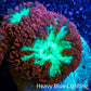 Ultra Blastomussa Wellsi Coral- WYSIWYG Frag A4R4B2 Ultra Blastomussa Wellsi Coral- WYSIWYG Frag A4R4B2 LPS Ultra Blastomussa Wellsi Coral- WYSIWYG Frag A4R4B2 Zeo Box Reef