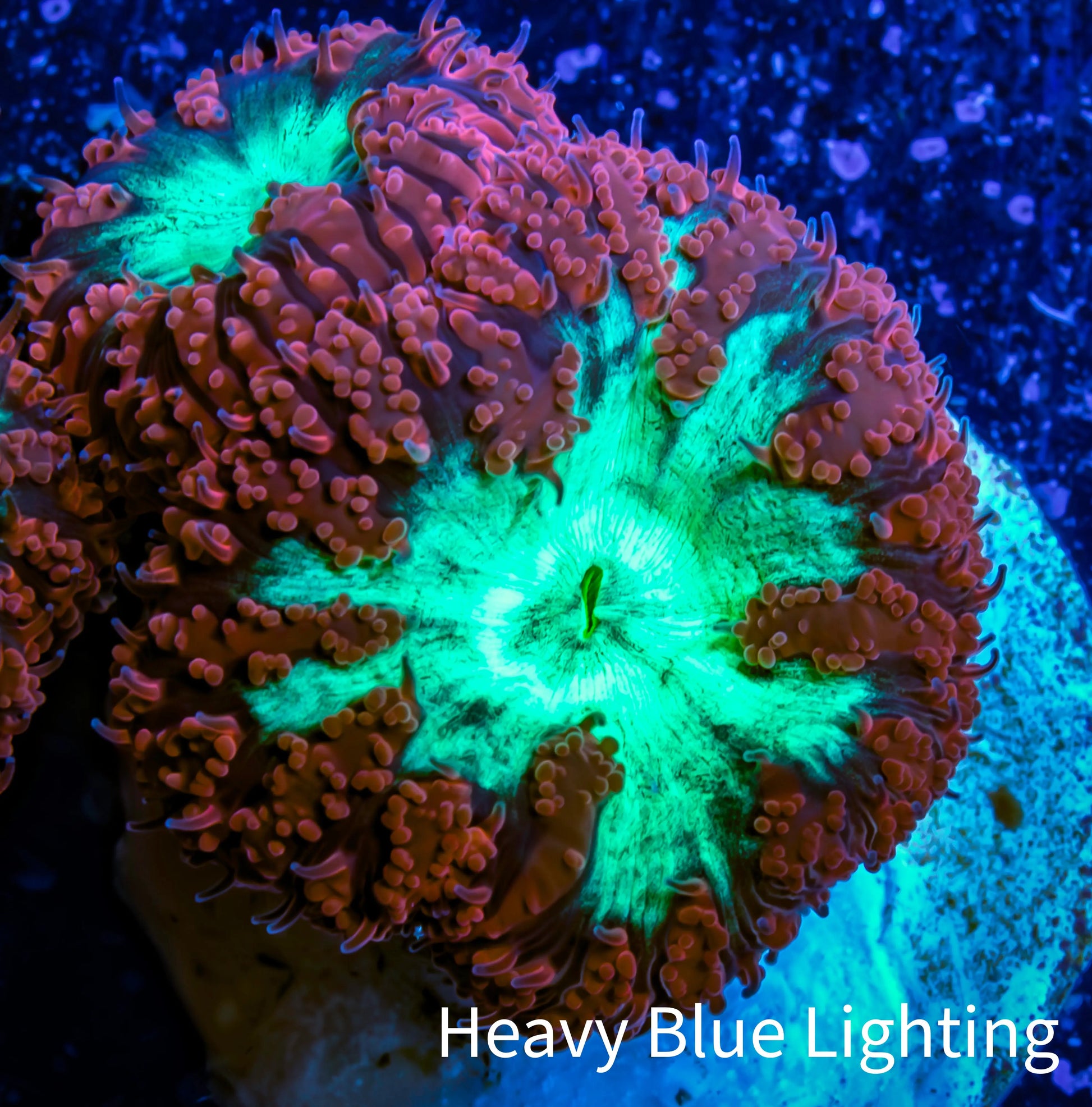 Ultra Blastomussa Wellsi Coral- WYSIWYG Frag A4R4B2 Ultra Blastomussa Wellsi Coral- WYSIWYG Frag A4R4B2 LPS Ultra Blastomussa Wellsi Coral- WYSIWYG Frag A4R4B2 Zeo Box Reef