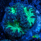 Ultra Blastomussa Wellsi Coral- WYSIWYG Frag A4R4B2 Ultra Blastomussa Wellsi Coral- WYSIWYG Frag A4R4B2 LPS Ultra Blastomussa Wellsi Coral- WYSIWYG Frag A4R4B2 Zeo Box Reef