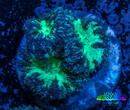 Ultra Blastomussa Wellsi Coral- WYSIWYG Frag A4R4B2 Ultra Blastomussa Wellsi Coral- WYSIWYG Frag A4R4B2 LPS Ultra Blastomussa Wellsi Coral- WYSIWYG Frag A4R4B2 Zeo Box Reef