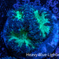 Ultra Blastomussa Wellsi Coral- WYSIWYG Frag A4R4B2 Ultra Blastomussa Wellsi Coral- WYSIWYG Frag A4R4B2 LPS Ultra Blastomussa Wellsi Coral- WYSIWYG Frag A4R4B2 Zeo Box Reef