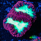 Ultra Blastomussa Wellsi Coral- WYSIWYG Frag A4R4B2 Ultra Blastomussa Wellsi Coral- WYSIWYG Frag A4R4B2 LPS Ultra Blastomussa Wellsi Coral- WYSIWYG Frag A4R4B2 Zeo Box Reef